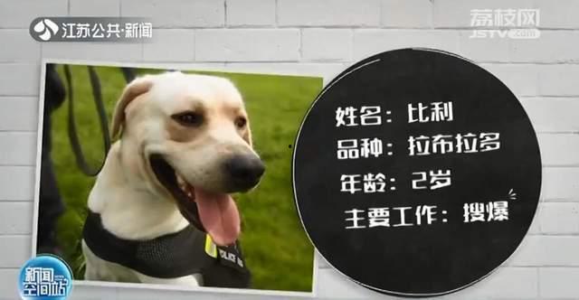 关于狗的爆料视频播放,爆料视频背后的真实故事